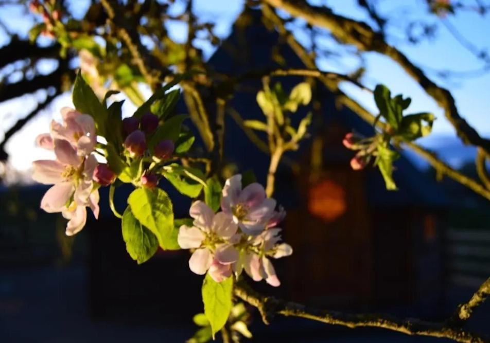 קילקני Apple Blossom Glamping מראה חיצוני תמונה